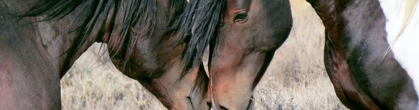 Le cheval un animal très sensible - Steppinstars