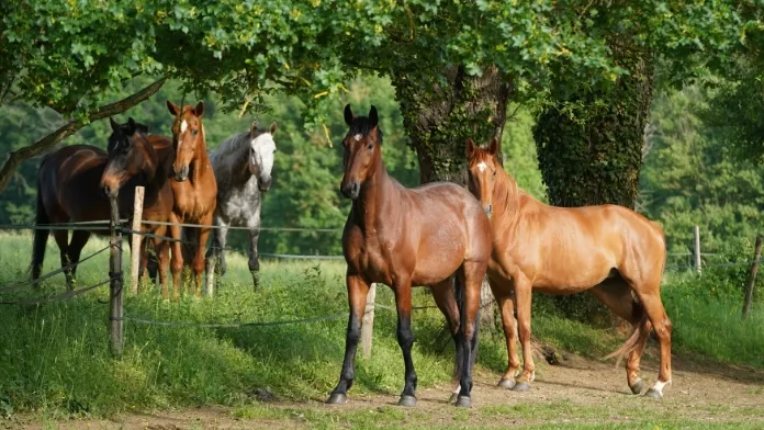 chevaux au pré bien-être animal