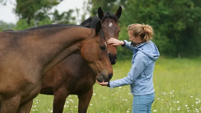 "Happy Athlete" : l'étude sur le bien-être des chevaux de sport révèle ses premiers résultats