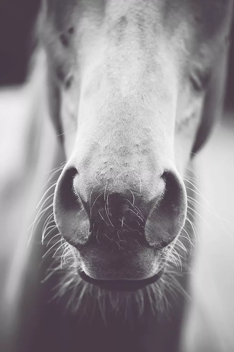L'animal - le cheval - vincent_botta