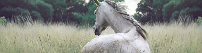 Le cheval un animal naturellement calme - rihaij